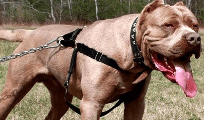 В России предложили наказывать за нападение опасных собак на людей