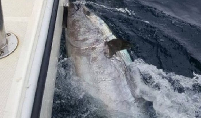 Три рыбака поймали гигантского тунца весом 272 кг