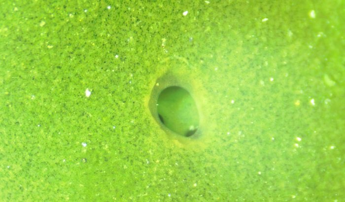 Байкал загрязнен микропластиком, заявили ученые МГУ