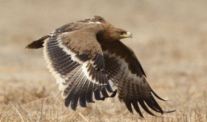 Улетевший в Иран степной орел разорил сибирских орнитологов