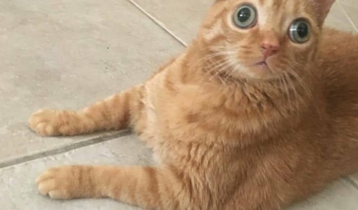 Пользователи Instagram нашли кота «с самыми большими глазами в мире»