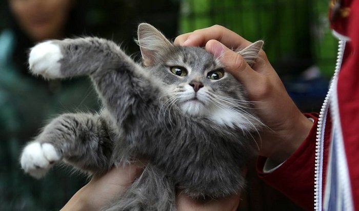 В России планируют маркировать кошек и собак