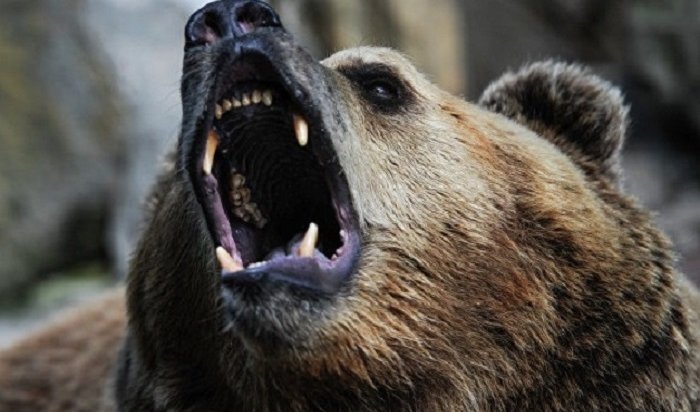 Медведя-шатуна, напавшего на пенсионера в Приангарье, застрелили полицейские
