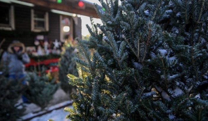 В Иркутске будут работать елочные базары с 14 по 31 декабря