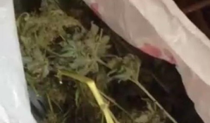 В Ангарске задержали троих мужчин, распространявших марихуану (Видео)