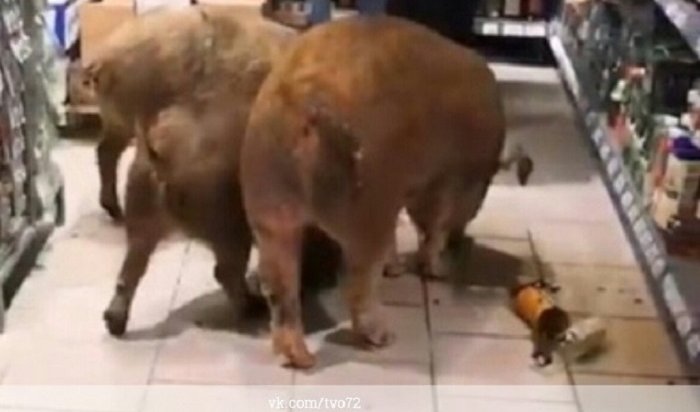 В Тюмени три свиньи пробрались в супермаркет (Видео)