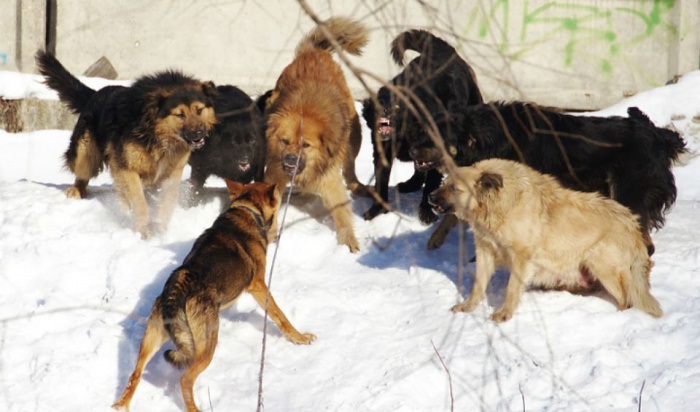 В Иркутске возобновили отлов бродячих собак