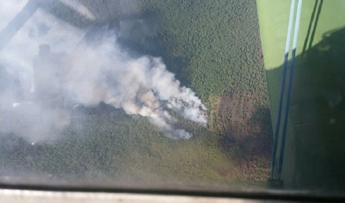 В Черемхово вырубили лес на 583 млн рублей