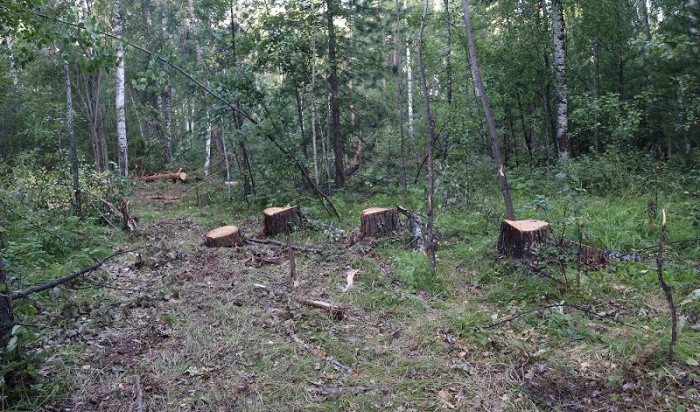 Группу черных лесорубов задержали в Качугском районе (Видео)