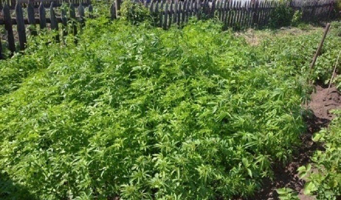 Житель Приангарья вырастил на своем огороде более 1000 кустов конопли
