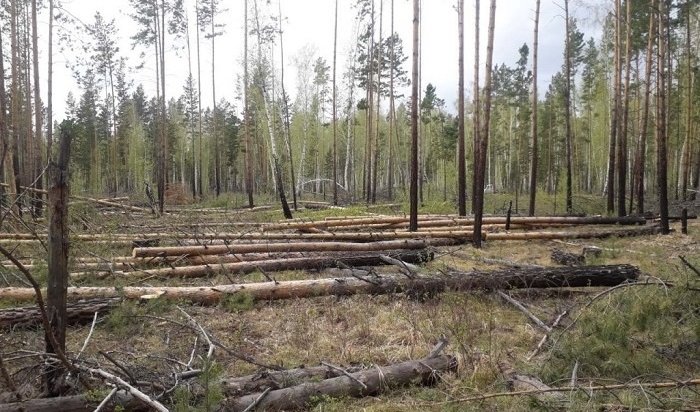 Более 14 тысяч кубометров леса незаконно добыли в Приангарье на прошлой неделе