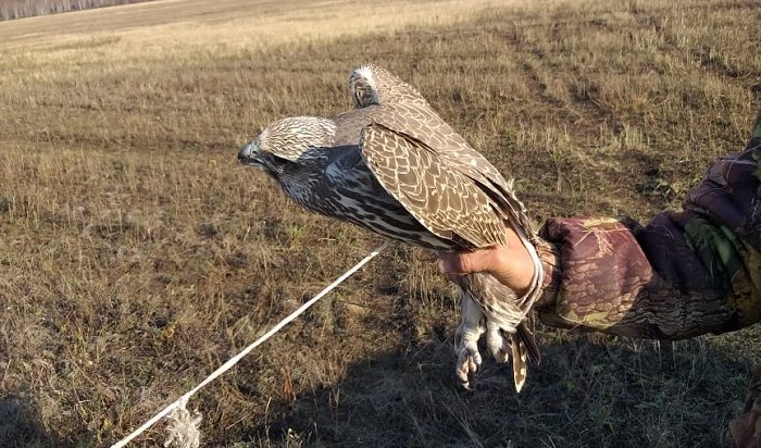 Иностранцы охотились на редких птиц в Прибайкальском нацпарке (Видео)