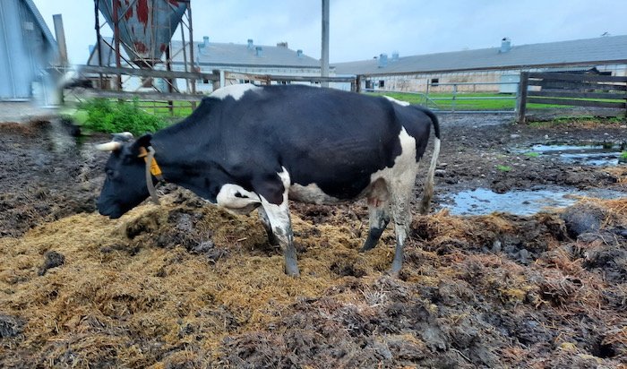 Жители Зиминского района жалуются на ужасающие условия содержания коров на молочно-товарной ферме