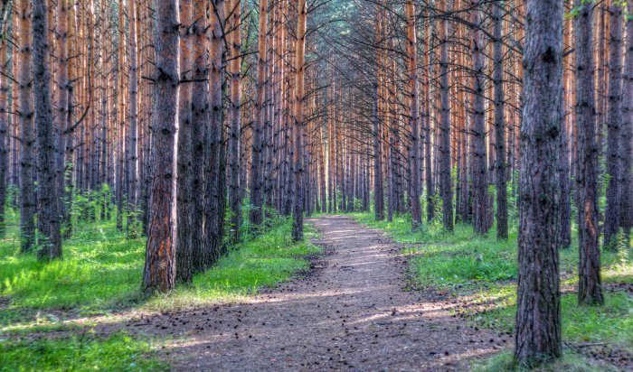 Парковый лес в Академгородке вырубать не будут
