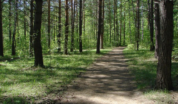 Парковый лес в Академгородке Иркутска благоустроят в 2021 году
