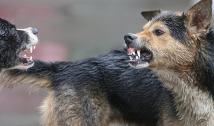 Бродячая собака укусила 10-летнюю девочку за лицо в Ангарске