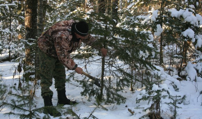 Проверки по выявлению незаконных рубок елей начались в Иркутской области с 1 декабря