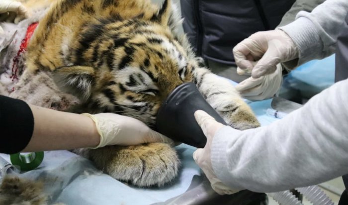 В Приморье хирурги провели первую в мире операцию по восстановлению лапы у дикого тигренка