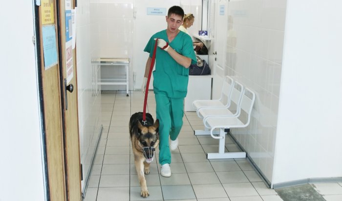 Служба ветеринарии Иркутской области поможет пострадавшим собакам питомника «К-9»