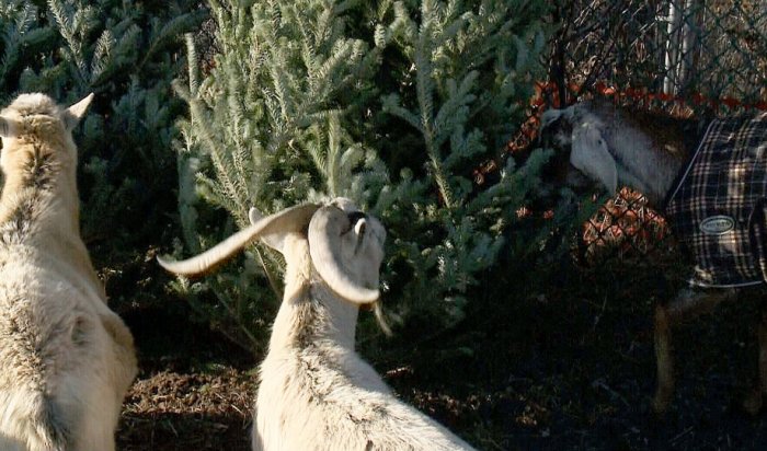Иркутский зоосад предлагает сдать елки на корм и подстилку животным