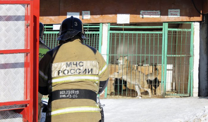 Пожарные навестили собак, которых они спасли на пожаре в питомнике «К-9»