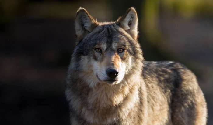 В Аларском районе разрешили отстреливать волков