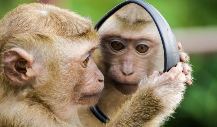 Компания Neuralink Илона Маска чипировала обезьяну