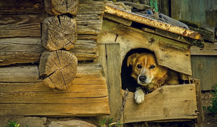 В Бурятии убивают домашних собак за бюджетные деньги (Видео)