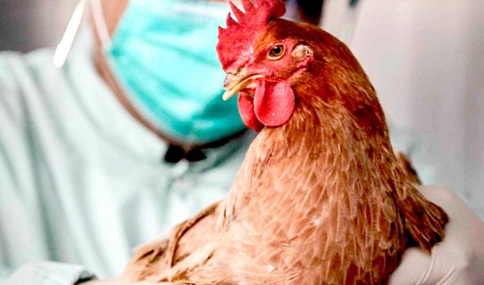 В России подтвержден первый случай заражения человека птичьим гриппом H5N8