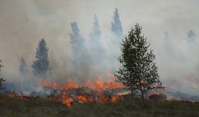 С 10 апреля в Приангарье будет действовать особый противопожарный режим в лесах