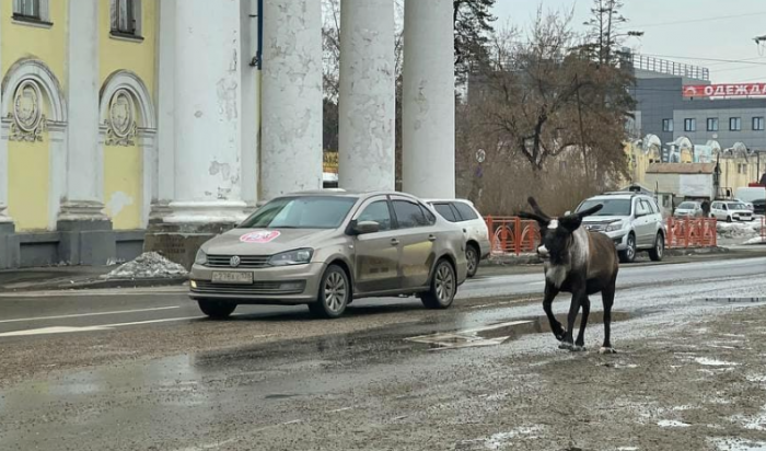 В Ангарске из зоопарка сбежал олень (Видео)