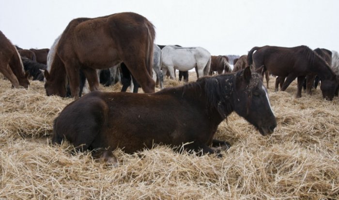 Задержаны четверо подозреваемых в убийстве лошадей в Усть-Кутском районе