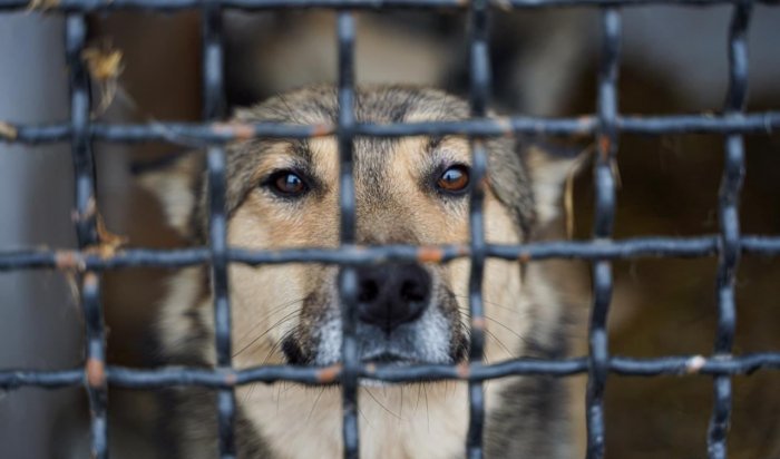 Ветслужба Иркутской области в этом году проведет 56 плановых проверок обращения с животными