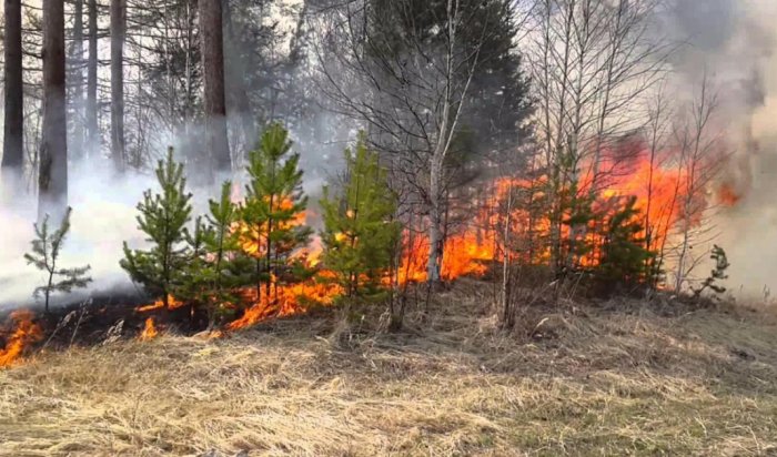 Высокая и чрезвычайная пожароопасность лесов ожидается в Приангарье 11 мая