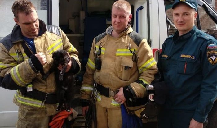 На пожаре в Иркутске спасатели откачали кота, надышавшегося дыма (Видео)