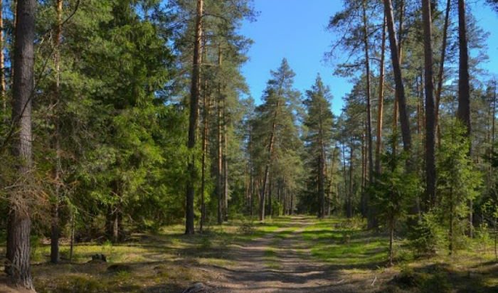 Площадь городских лесов увеличена в Иркутске