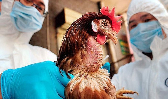 В Китае выявили первый в мире случай заражения человека птичьим гриппом