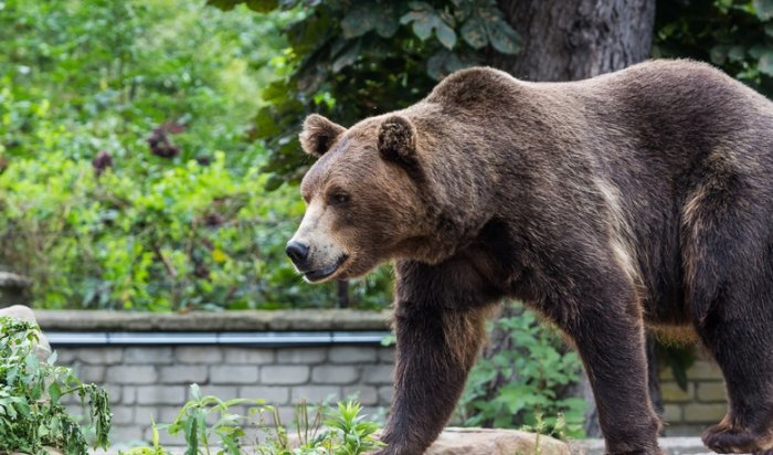 В Усть-Кутском районе полицейские убили медведя, пытавшегося напасть на людей