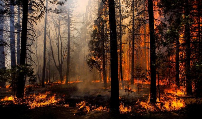 В Иркутской области за сутки площадь лесных пожаров выросла в 7 раз