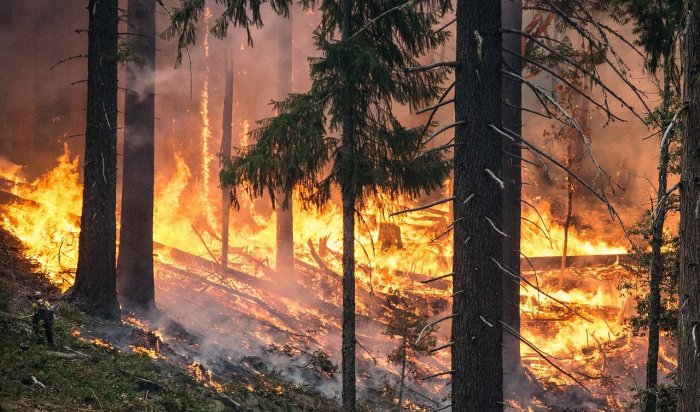 Министр природы России заявил, что власти Приангарья врут про обстановку с лесными пожарами