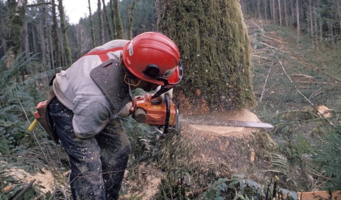 В Чунском районе выявили незаконную вырубку леса под видом расчистки деляны