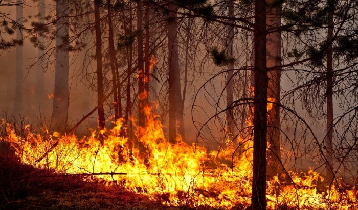 Локализован крупный лесной пожар в Катангском районе
