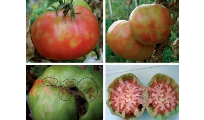 В Иркутске выявлено 20 тонн помидоров, зараженных опаснейшим вирусом