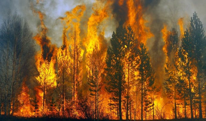 За сутки в Иркутской области было потушено семь лесных пожаров
