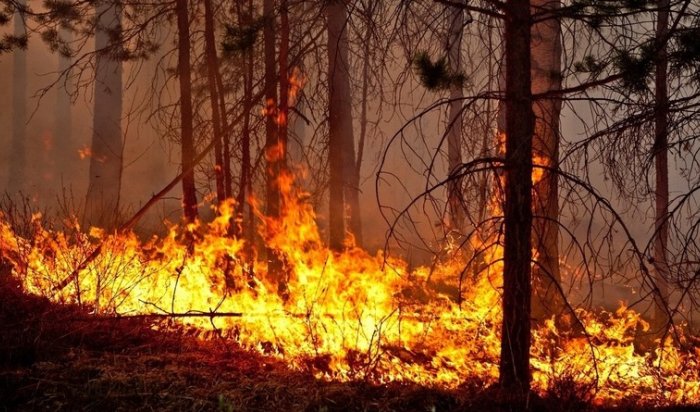 За минувшие сутки в Приангарье ликвидировано восемь лесных пожаров