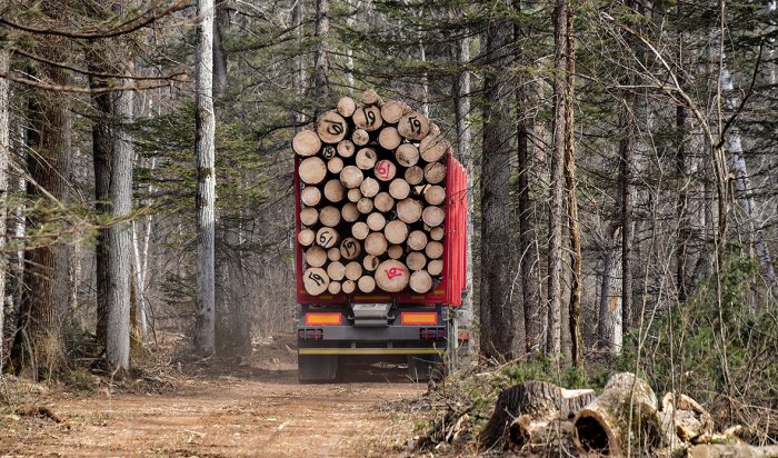 Куйтунское лесничество скрыло незаконную рубку более 34 га леса