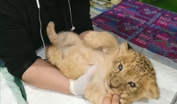 В Иркутской зоогалереи выходили львенка (Видео)