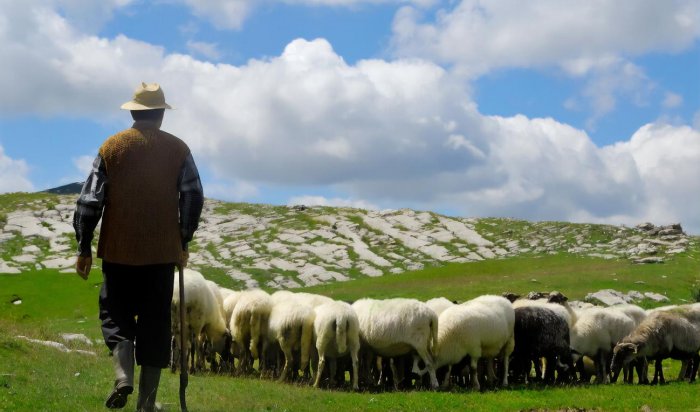 Более 500 овец убило ударом молнии в грузинском селе