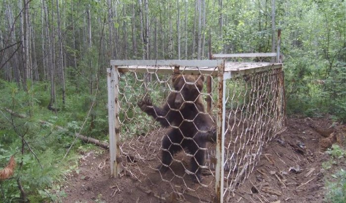 После вмешательства прокуратуры из браконьерской ловушки выпустили медведя в лес