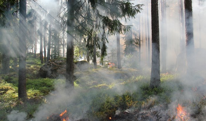 За минувшие сутки в лесном фонде в Иркутской области ликвидировано три пожара